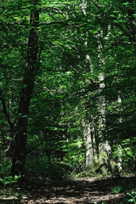 From overgrown unmanaged forest